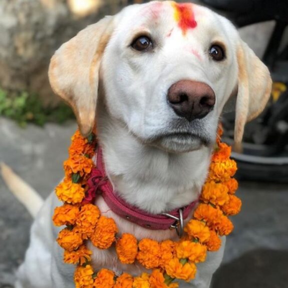 Tihar (2)