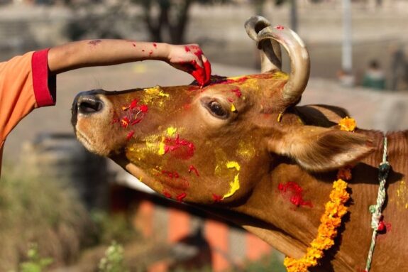 Tihar (4)