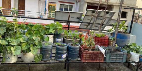 Rooftop veggarden