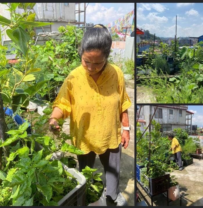 Rooftop garden